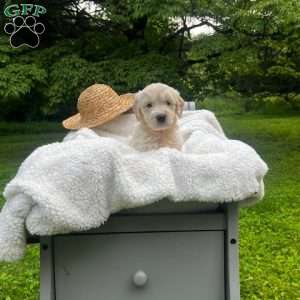 Forrest, Mini Goldendoodle Puppy